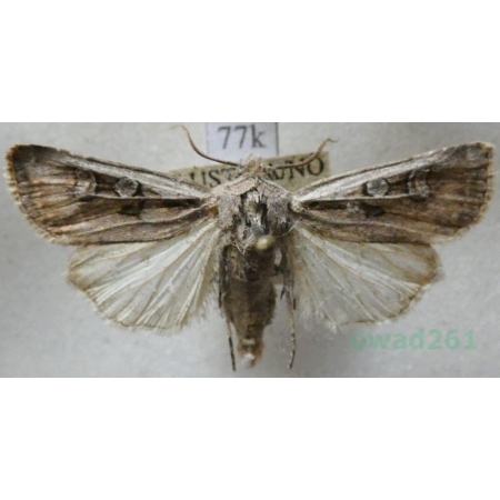 Euxoa vitta (Esper, 1789) Austria77k